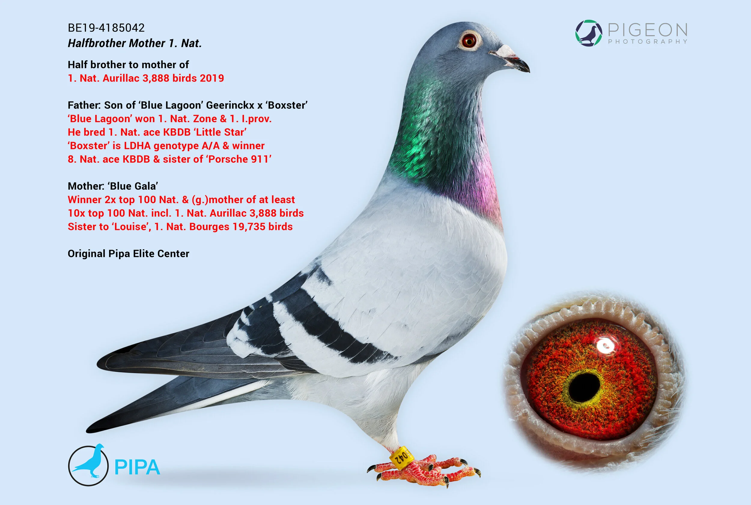 Breeders — Aztec Loft